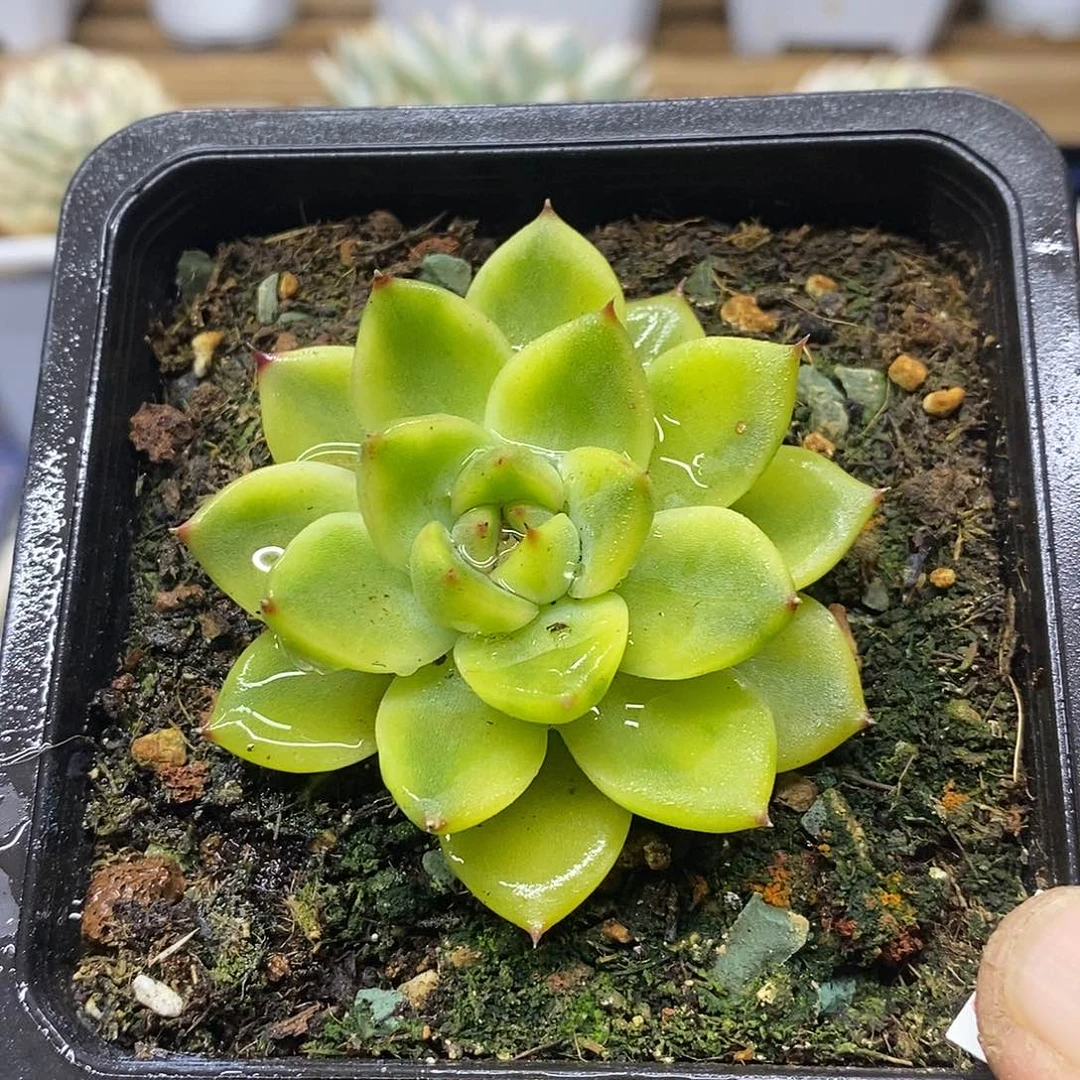 29150 月亮石黄覆轮锦 需延时发货