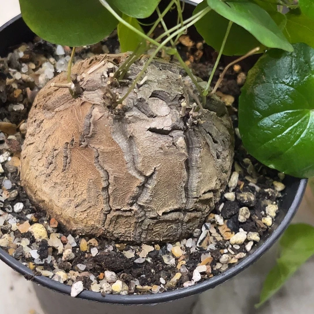 南非龟甲龙4芽点，