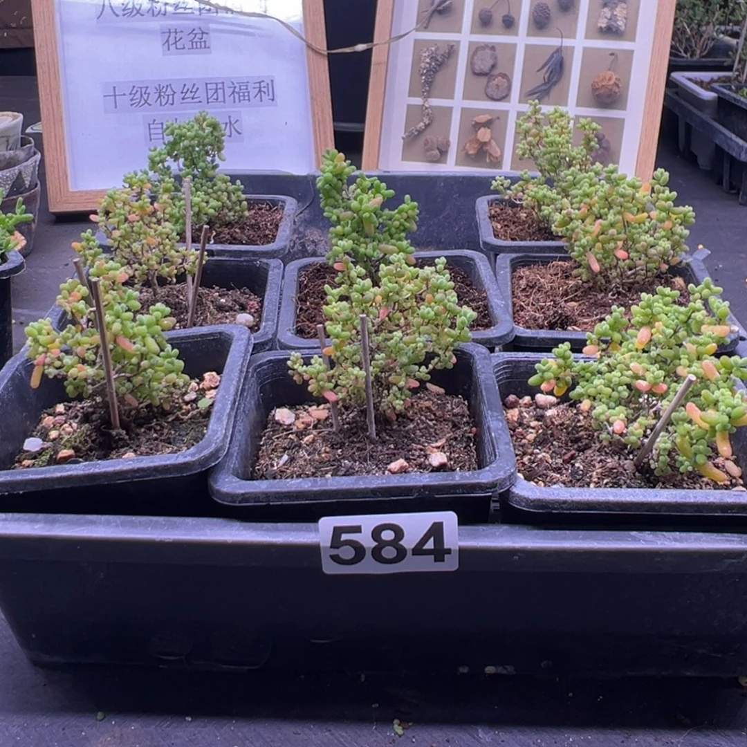 枝干番杏多肉植物584