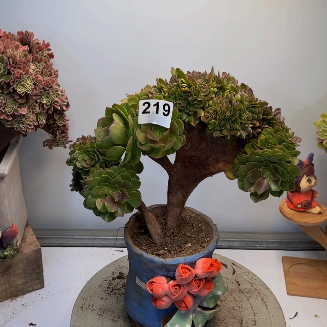 多肉植物万圣节缀219