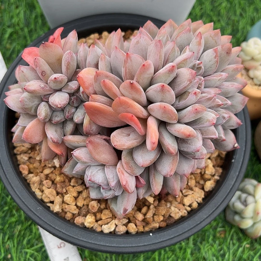 初*見啊石榴籽星影小树福利