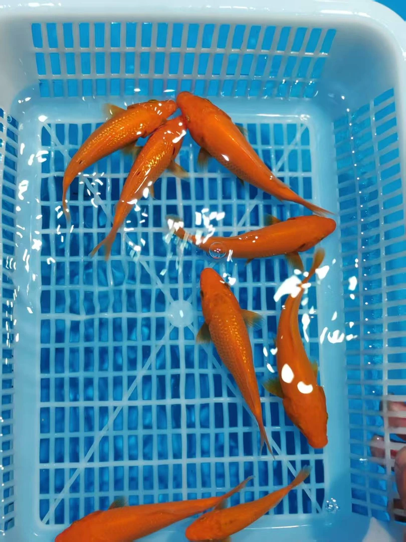 大日血统精品银鳞火鲤