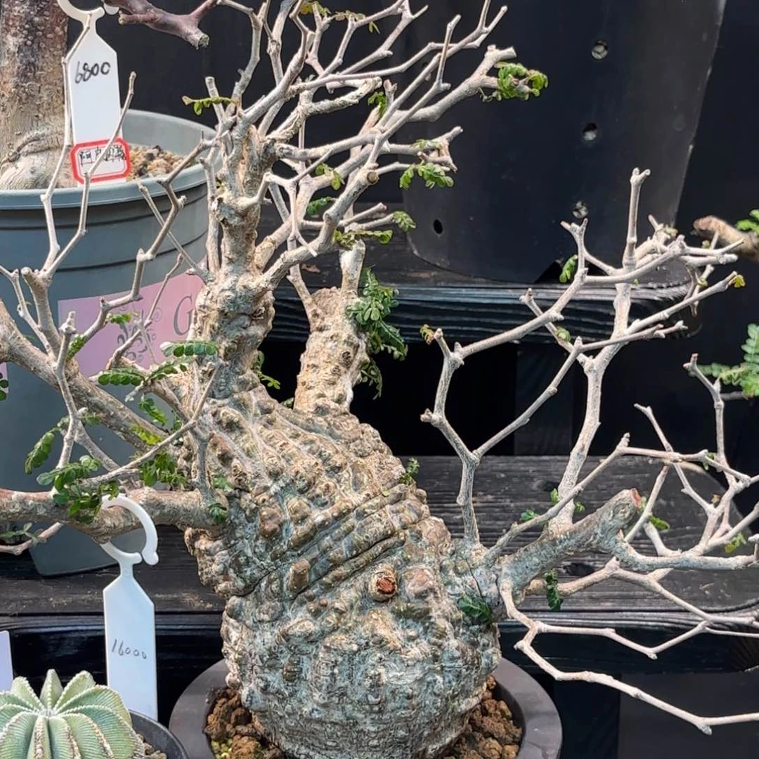 象足漆树老家 带盆土