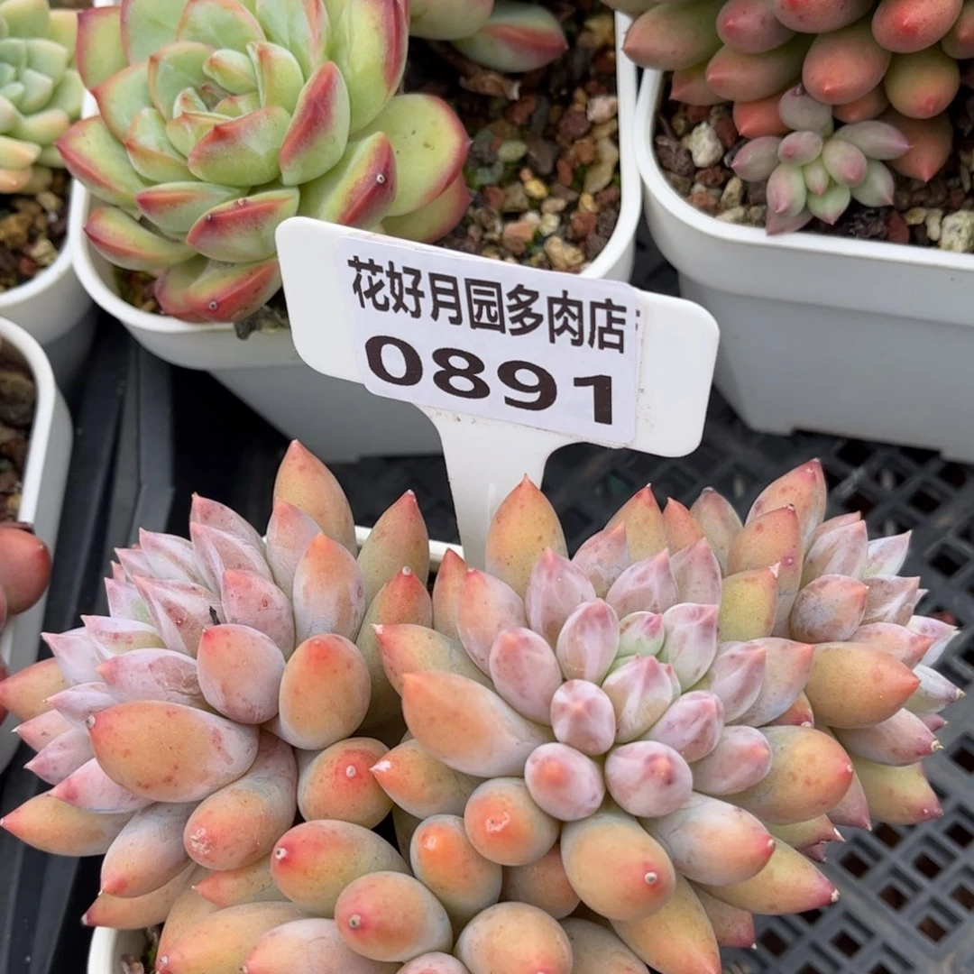 瓜****多肉植物0891 满30包邮