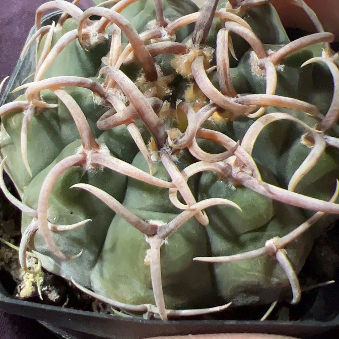 无花朵若*?实生三枪玉477888