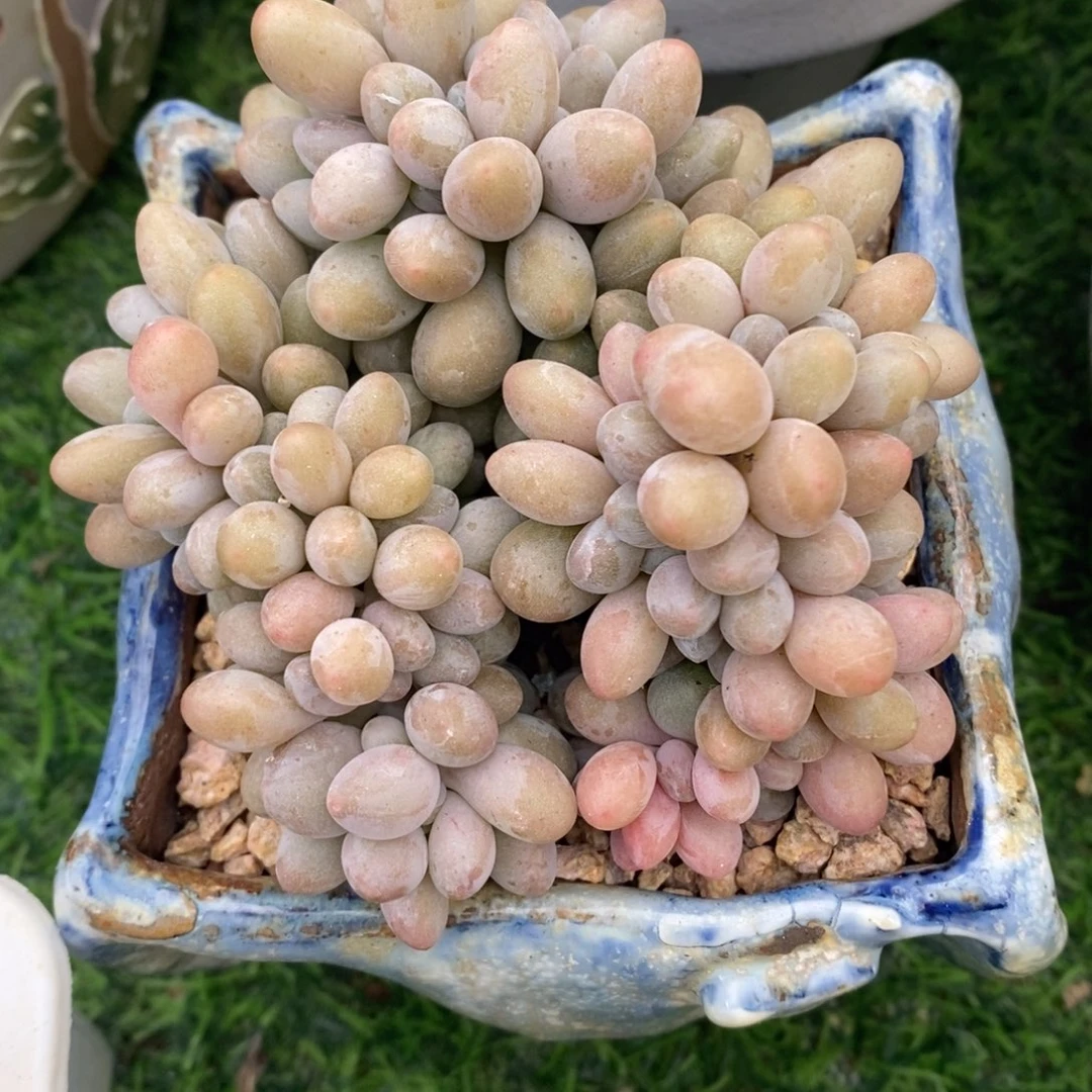 汤圆缀化一物一拍