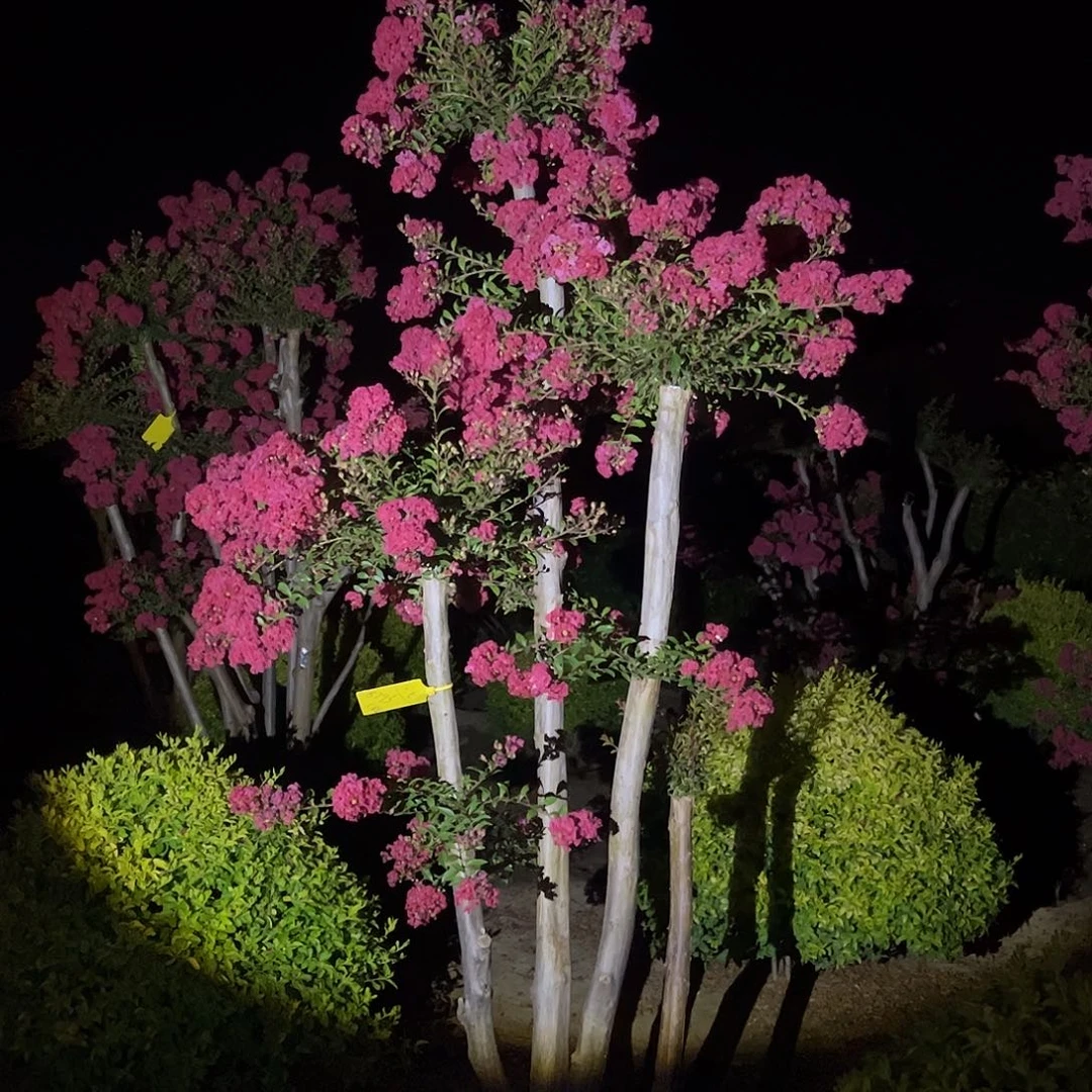 用***8无花朵小叶玲玲紫薇