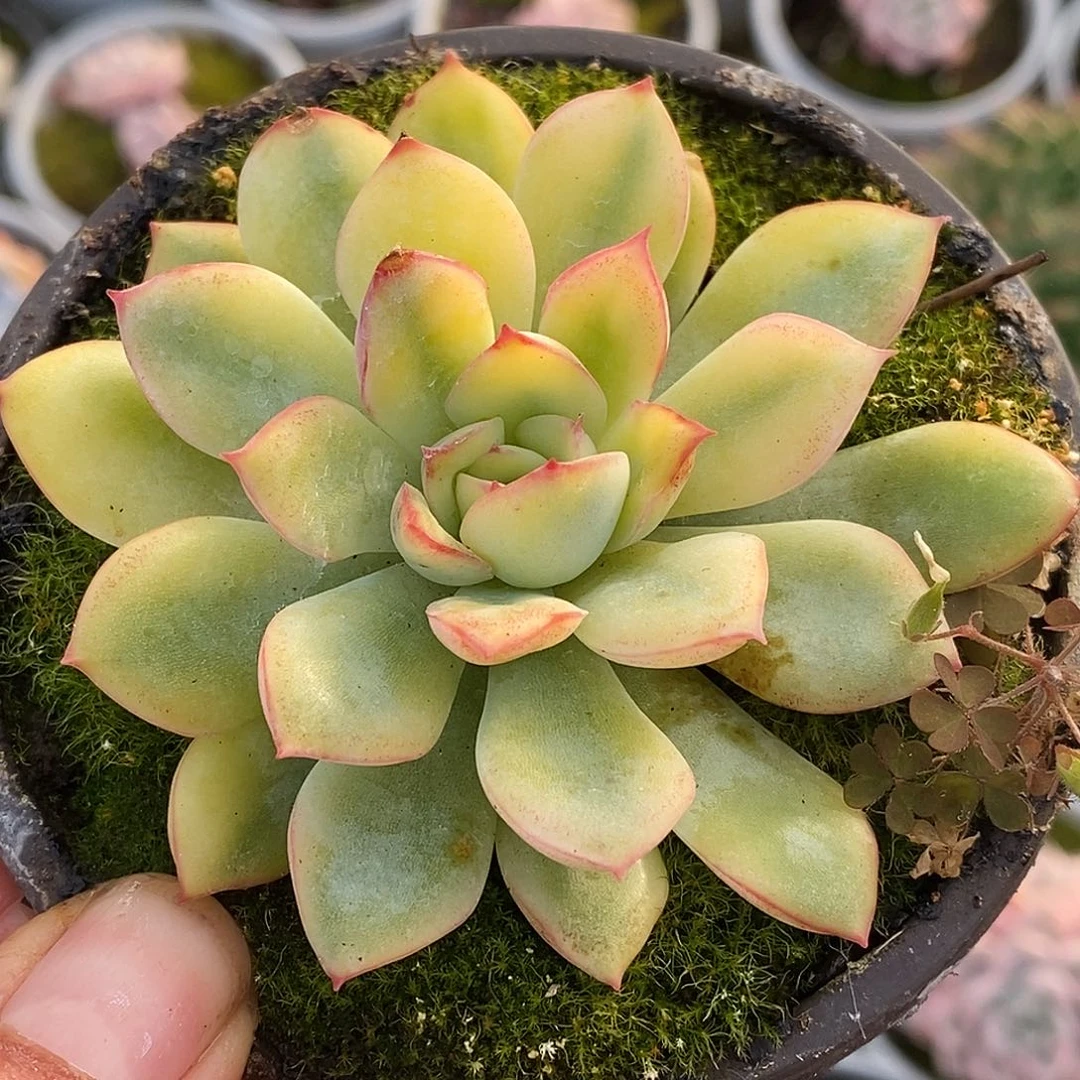 338雨燕座哈哈哈哈哈