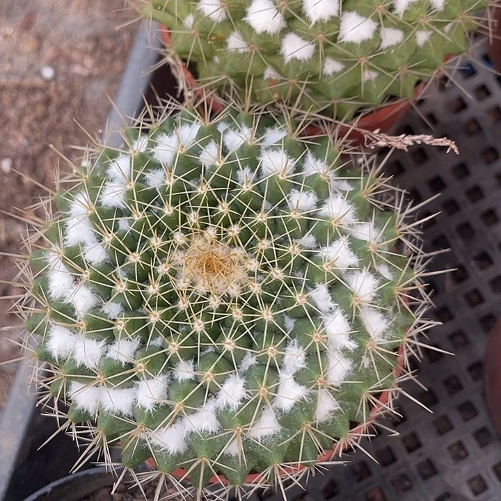 石生根金洋丸满25包邮