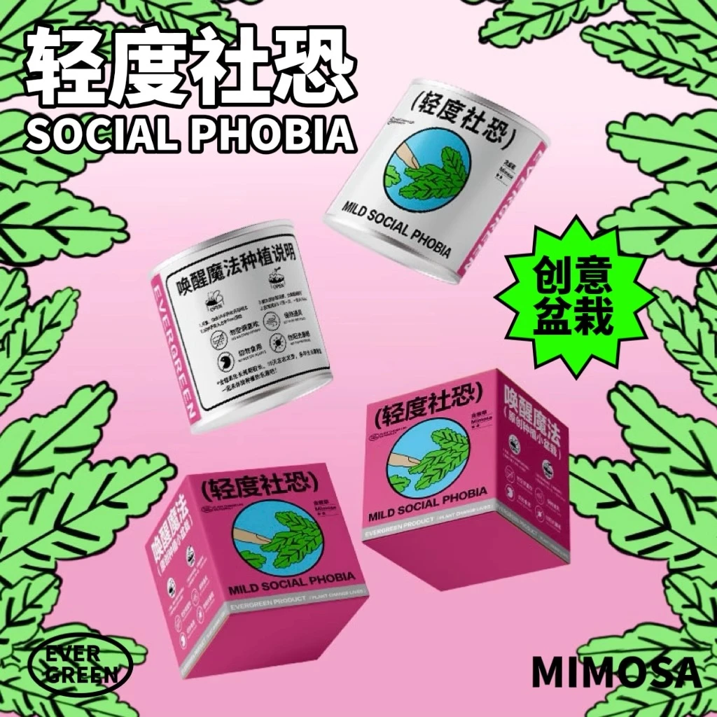 【桌面小盆栽】含羞草满天星向日葵种子罐头办公室情绪稳定创意儿童