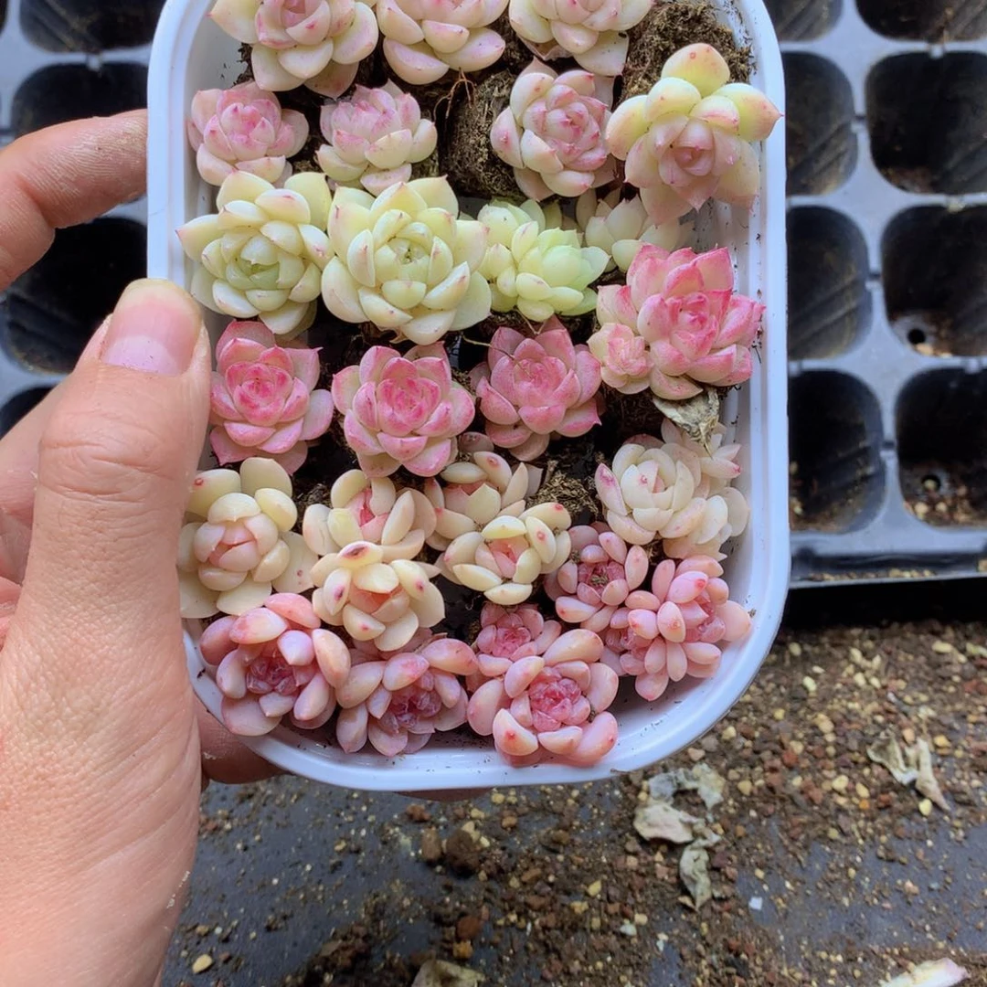 反反复复还是很开心001