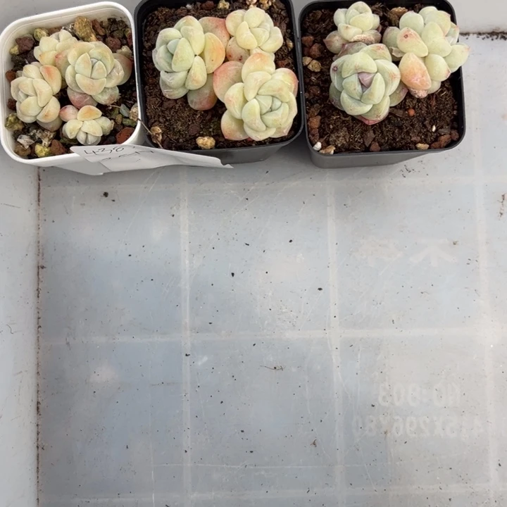 4382一物一拍专拍链接