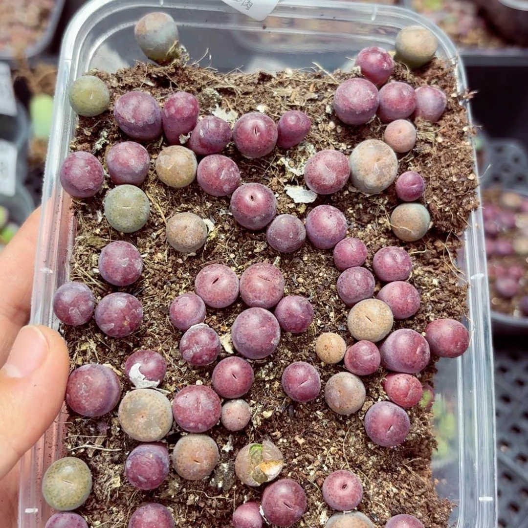 9379––零下地区需拍保温箱