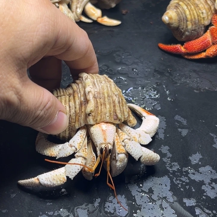 闪13号毛球3.1口径