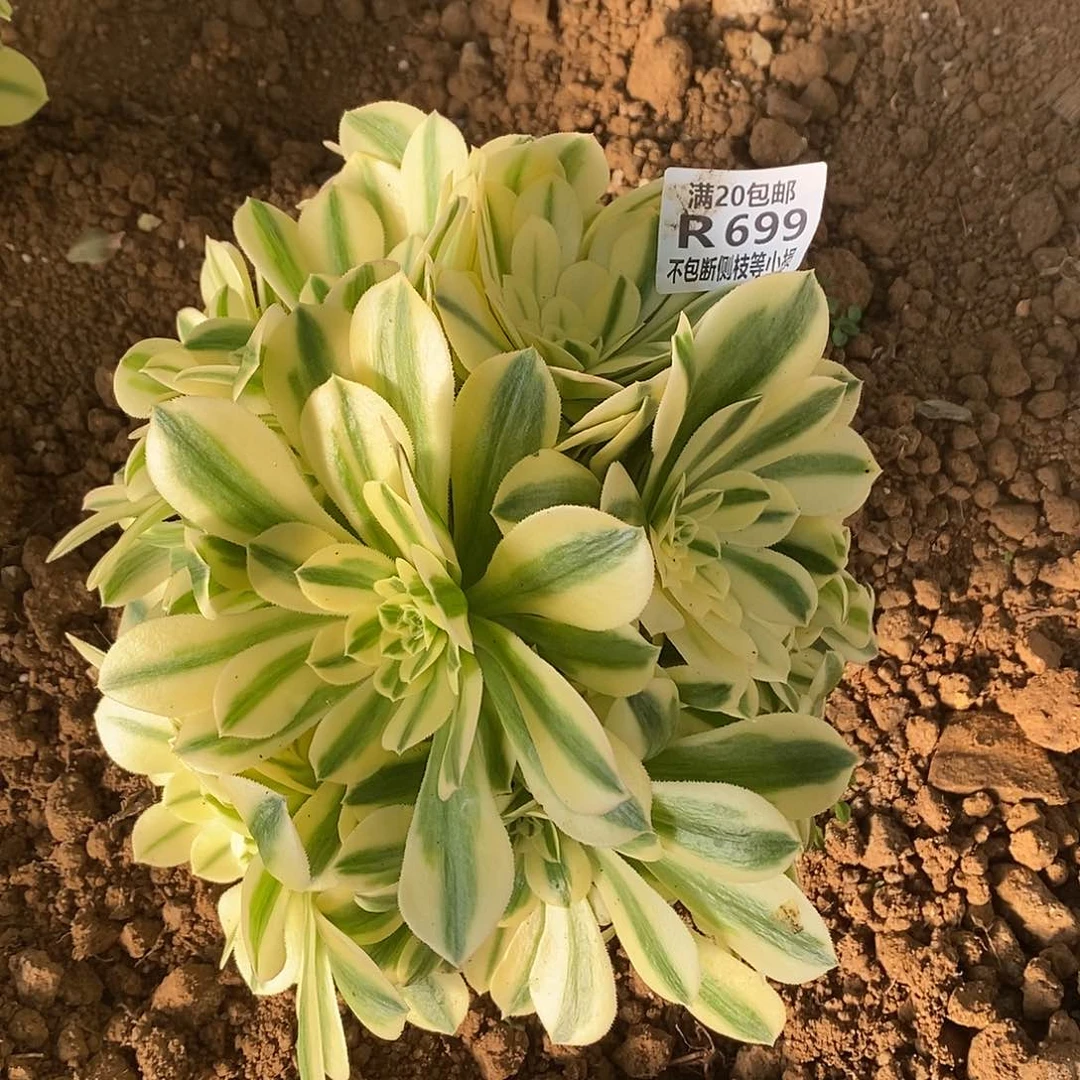 699迈巴赫多肉法师锦有砍