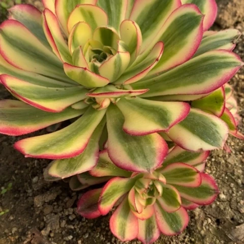 794倾城满25包邮多肉