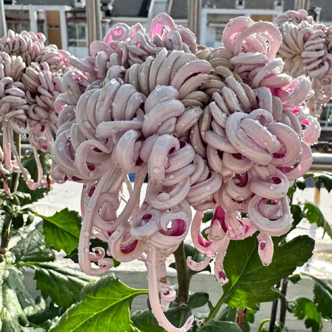 紫龙卧雪大花型九月菊花盆栽鲜花好养活室内外绿植花卉