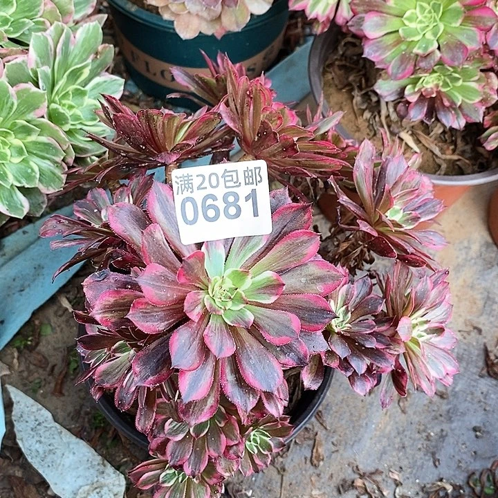 0681 一颗同花顺法师