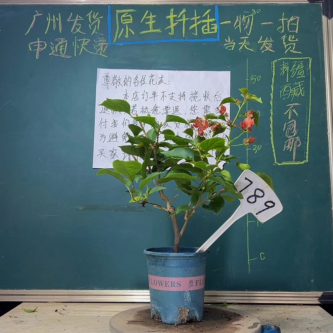 当前无花栽培后可以开花  不甜西瓜  789