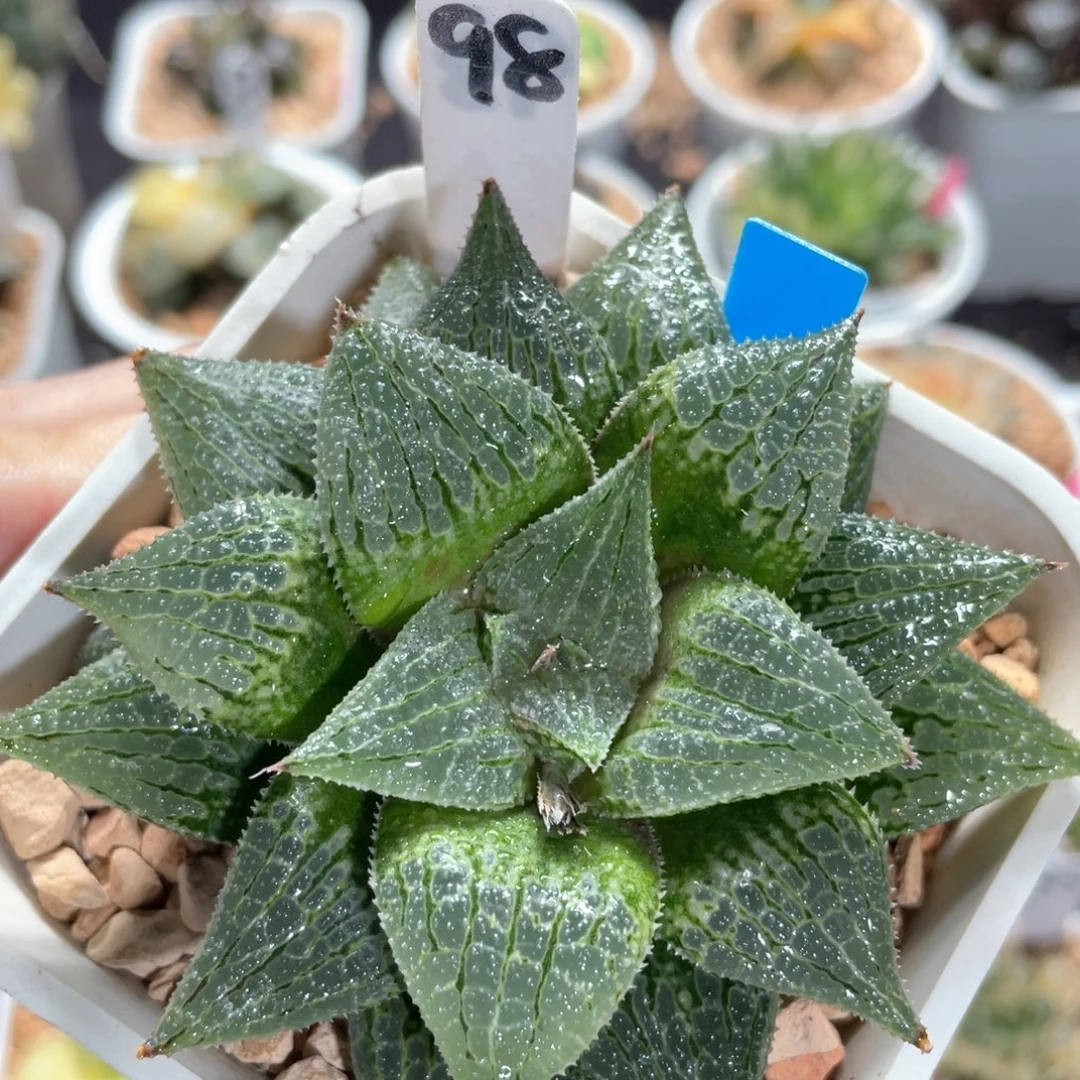 98实生寿。