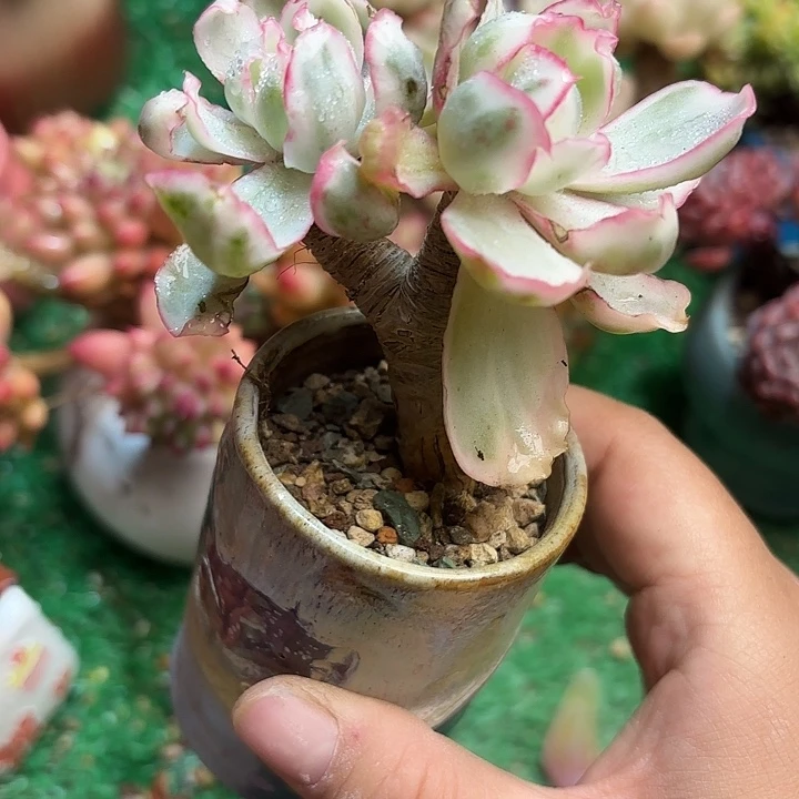 伯克利锦 一物一拍