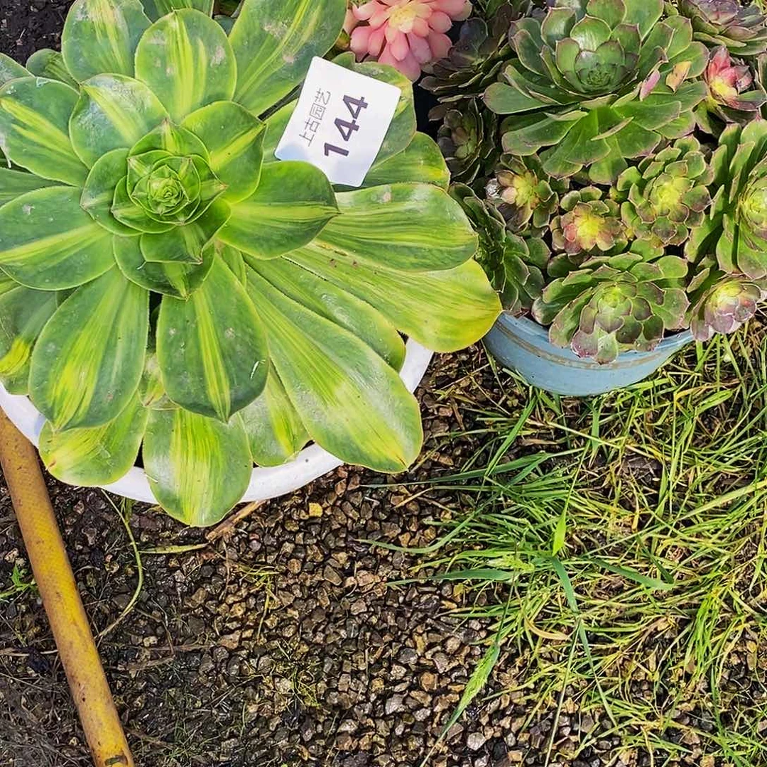 上古园艺多肉植物144