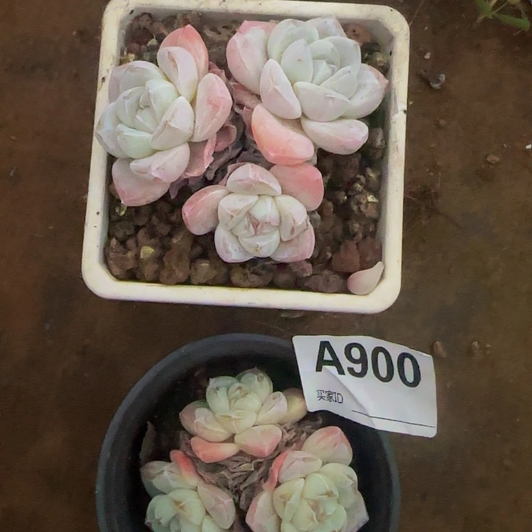 桃***子冰玉两盆A900号yuio