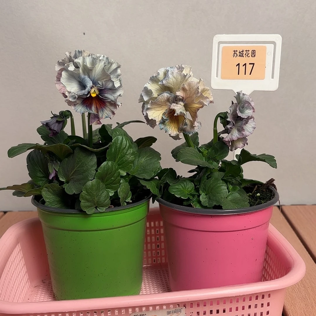 大部分开放少量花苞117