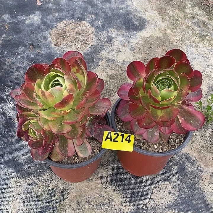 奶白多肉法师214