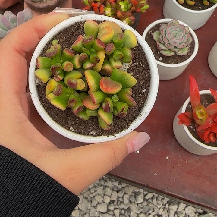 吸财树多肉植物哦
