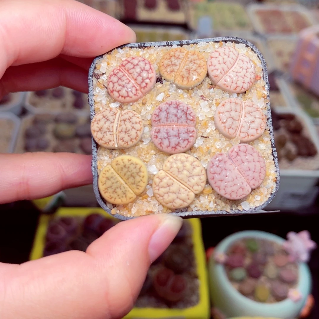 12号带盆包邮发货