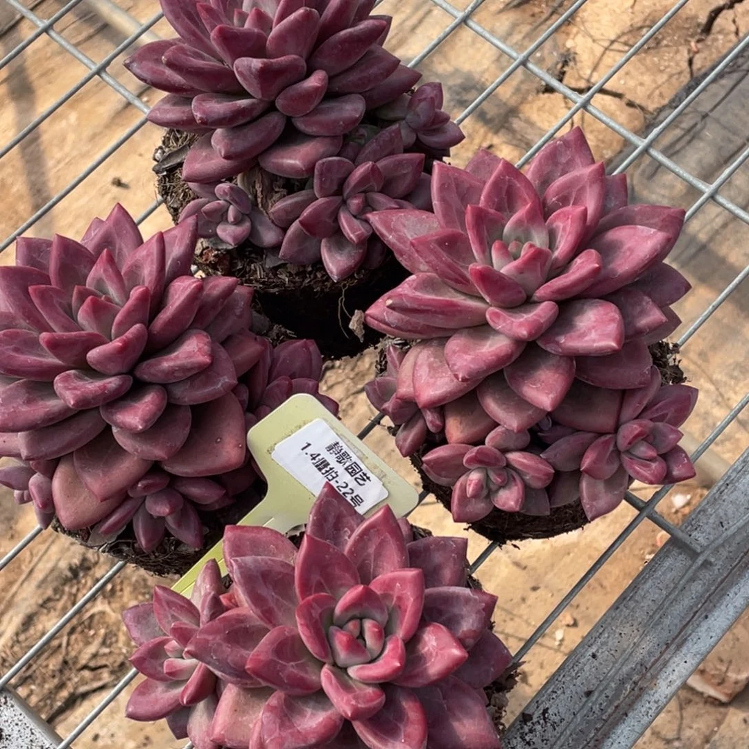 任***性0104-22-赫菲斯托潜力股四颗