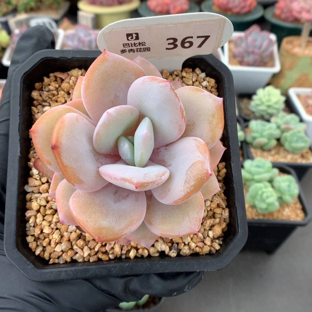 367 奶茶多肉多肉