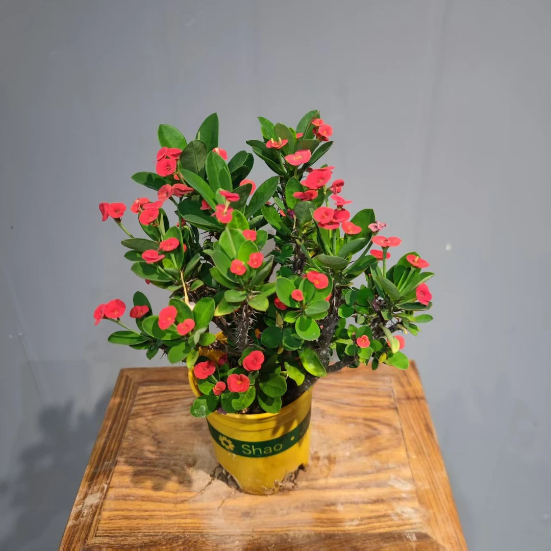 【带花发货】丛林小叶铁海棠虎刺梅 好养懒人庭院绿植地中盆景盆栽