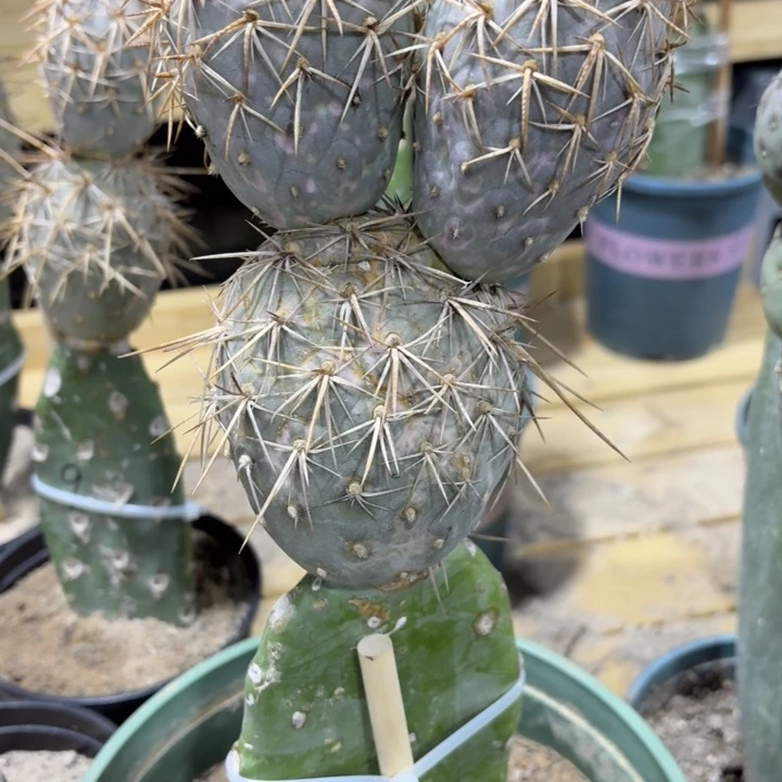 齐***叔米奇头习志野一颗