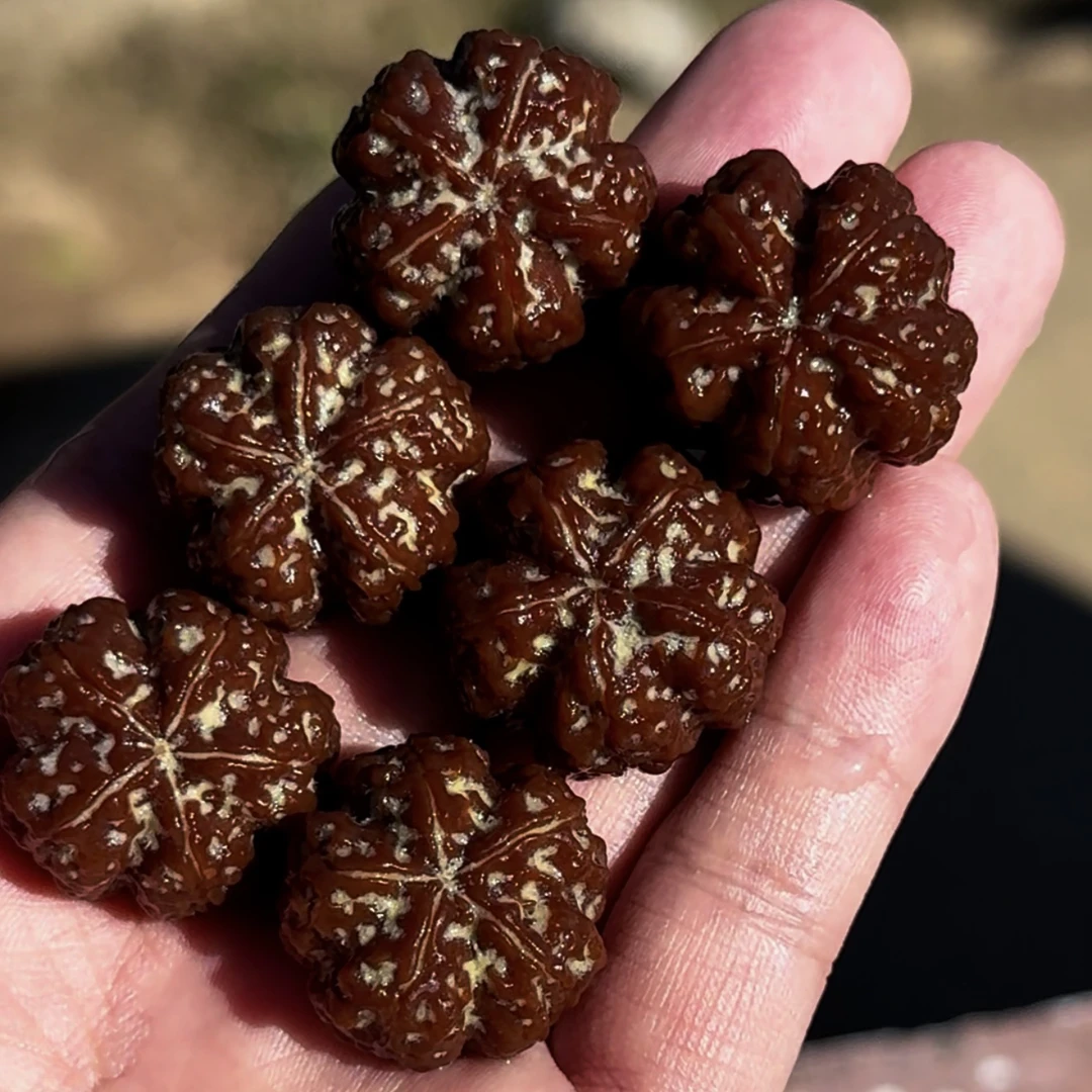 只开三天【招牌金标牛血红梁产区梁梅花】天然矮桩天花板顶奢大金刚