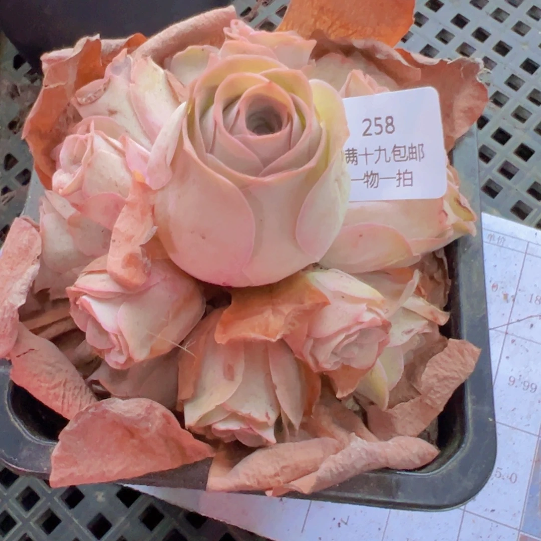 258 山地玫瑰基地发货无售后