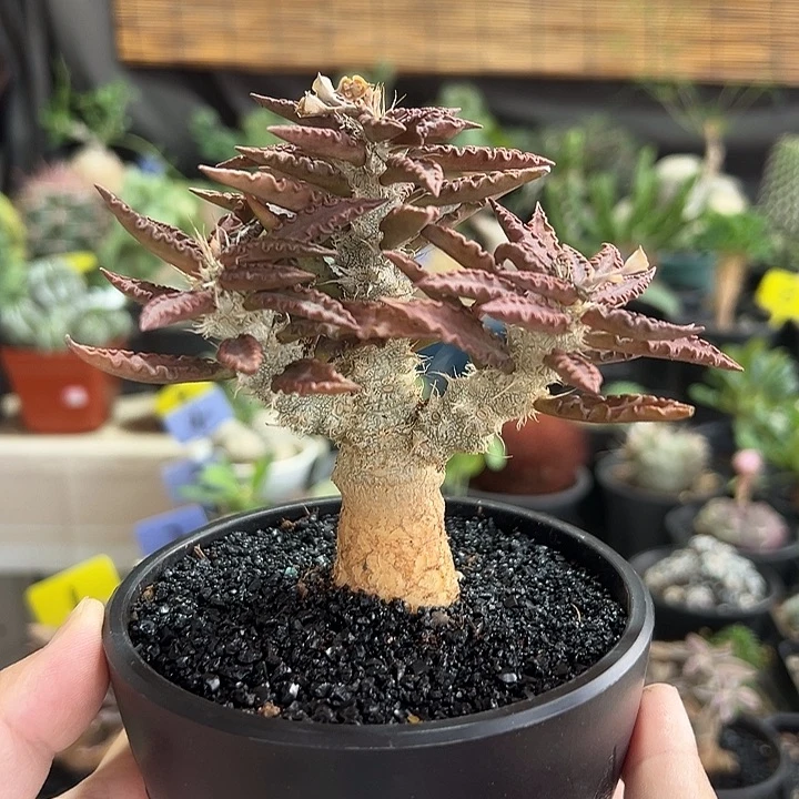 铃***铛红叶图拉大戟带盆1111111