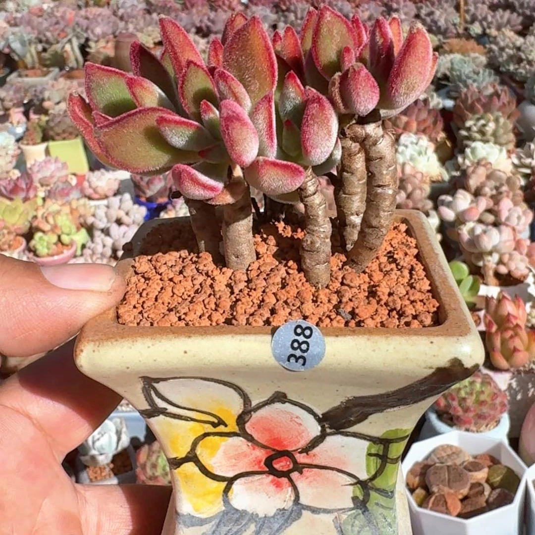 用****5一物一拍编号388