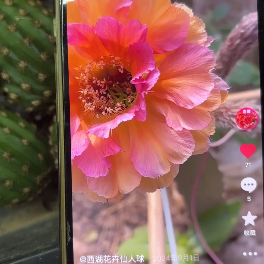 桃花眼歪侧牙20包邮仙人球3