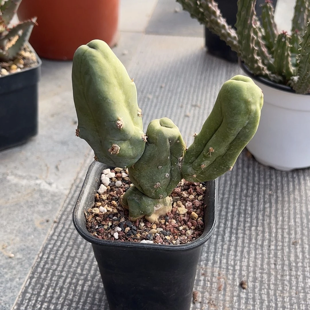 程程柱仙人球一物一拍