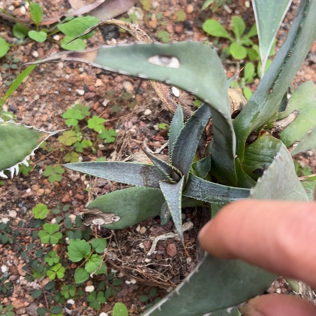 牙仙子龙舌兰侧芽