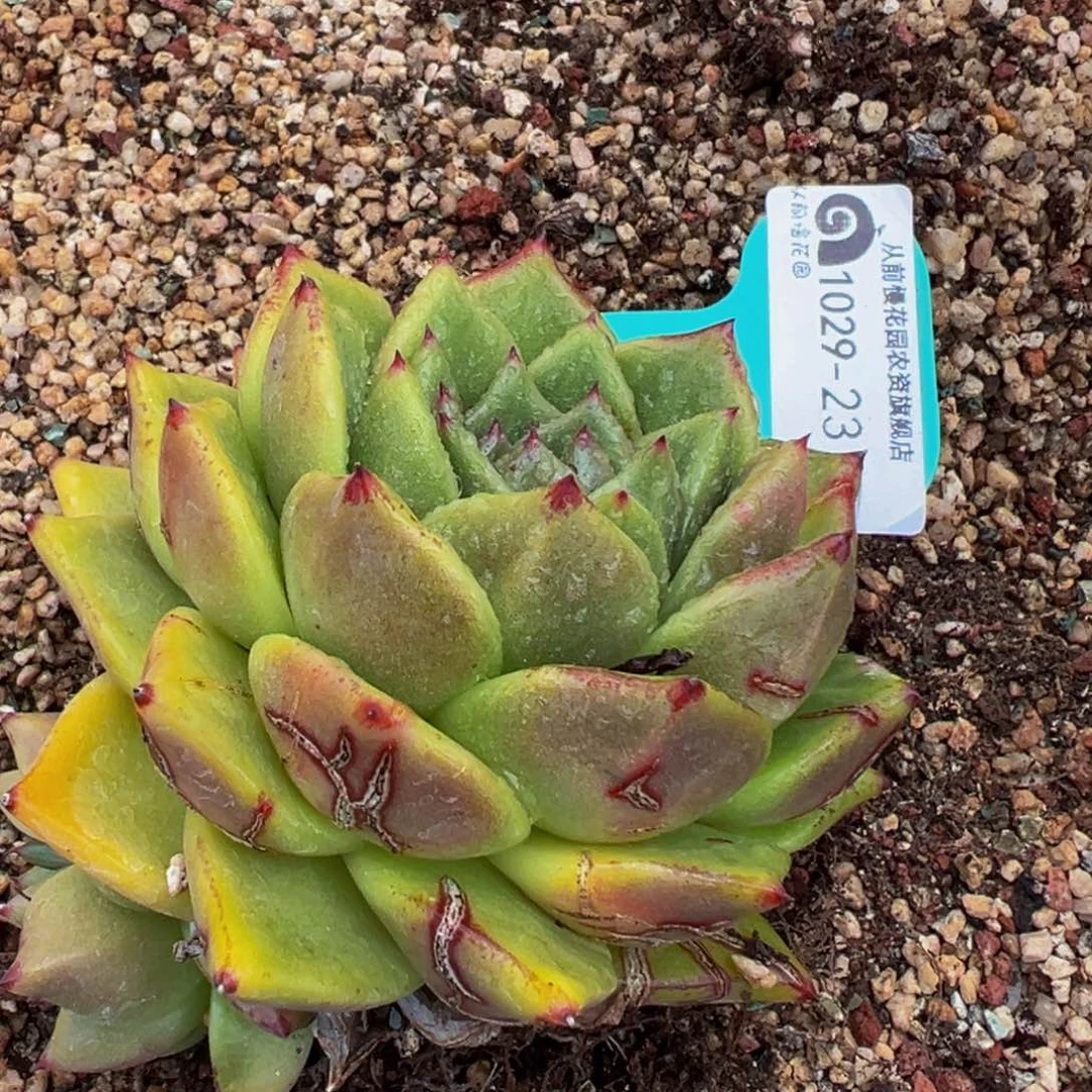 从前慢多肉编号1029-23