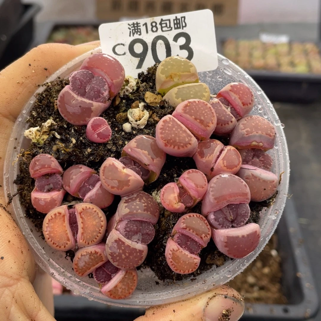 红陶000000000000903