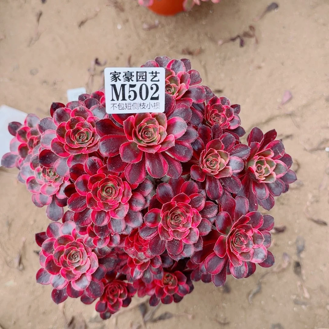 丽娜法师502冠幅25
