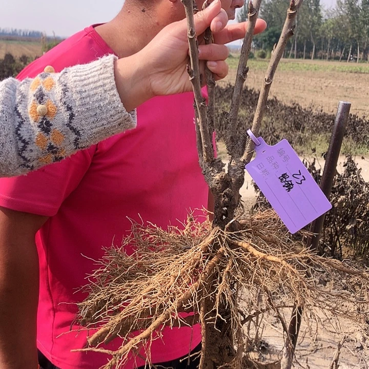 当前无花朵，栽培后可花朵岛锦23