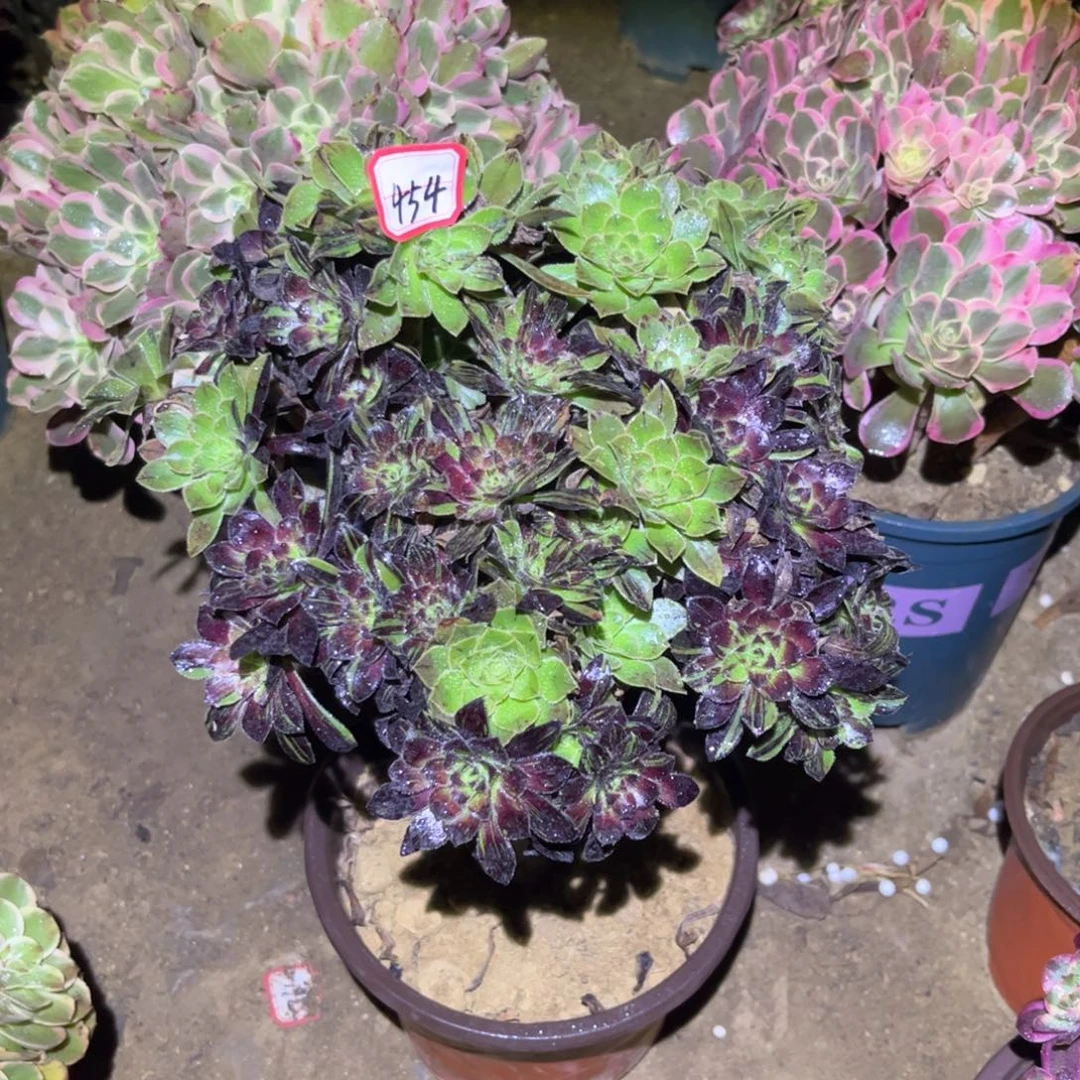 454多肉植物水墨丹青