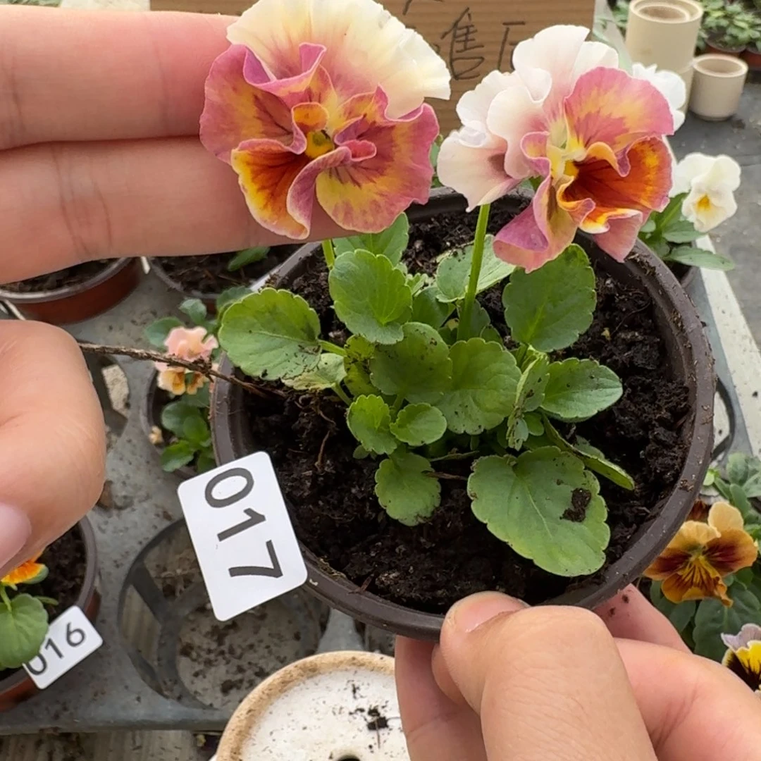 大部分花苞少量开放017