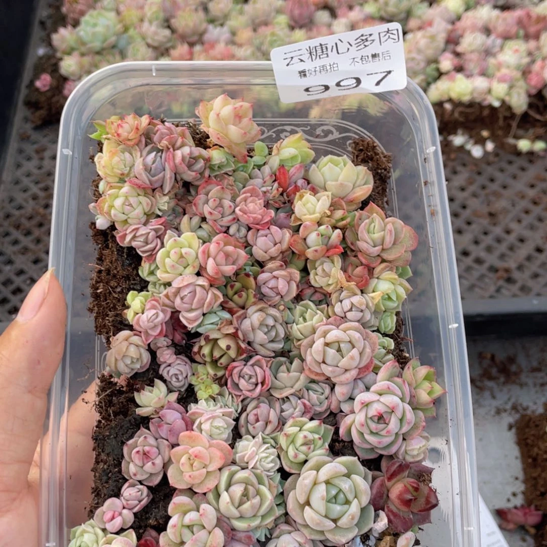 云糖心多肉植物997