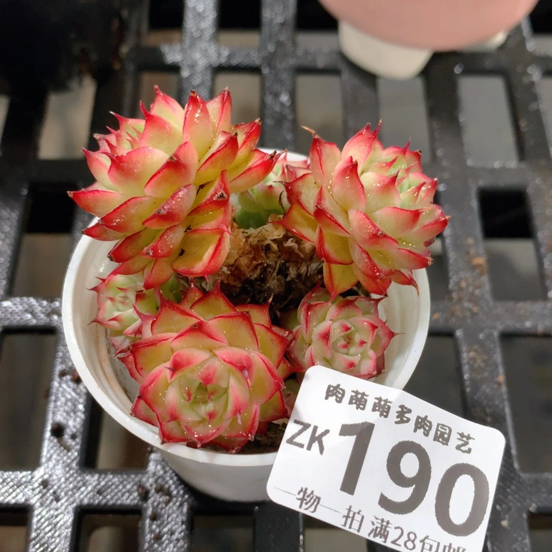 肉萌萌拇指盆精控多肉ZK190